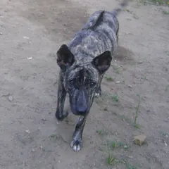 Con chó