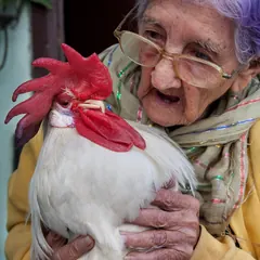 Con gà
